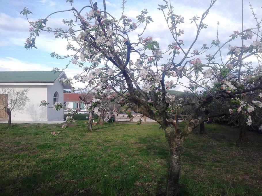 Gli Olivi Formello Exterior foto